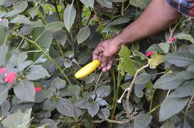 Thekkady, Abrahams Spice Garden, Aubergine_DSC7219_H600